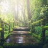 jungle, pathway, steps