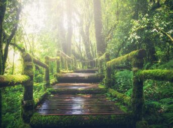 jungle, pathway, steps