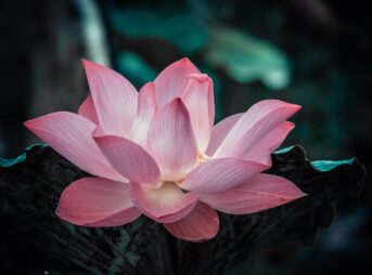 flower, lotus, nature