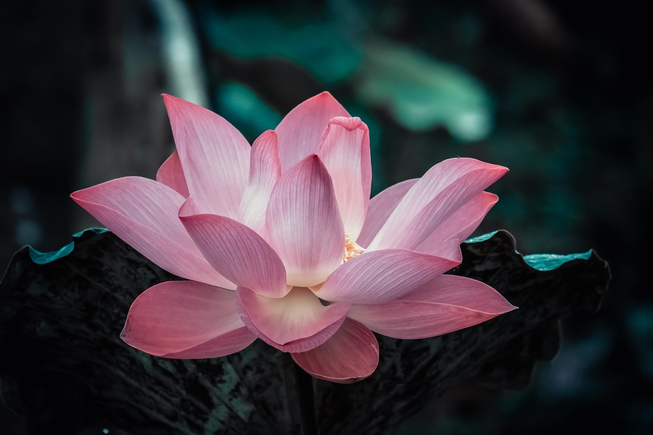 flower, lotus, nature